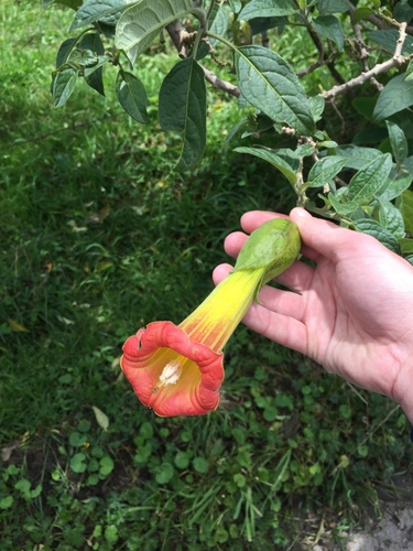 Brugmansia sanguinea
