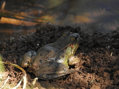 Pelophylax bedriagae