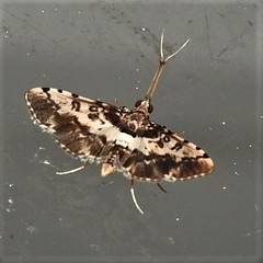 Nacoleia amphicedalis