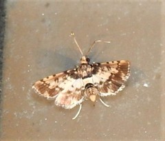 Nacoleia amphicedalis