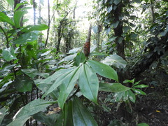 Costus pulverulentus image