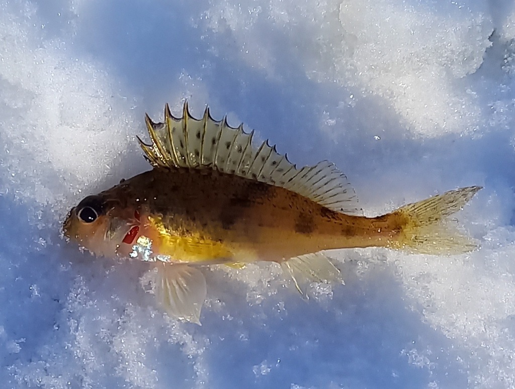 Ruffe from Поддорский р-н, Новгородская обл., Россия on February 16 ...