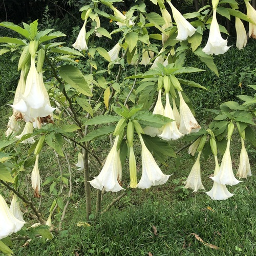 night bells