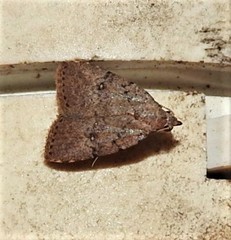 Tolpiodes oligolasia