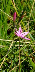 Hesperantha baurii