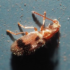 Notoxus desertus