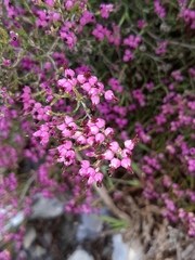 Erica umbellata