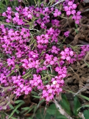 Erica umbellata
