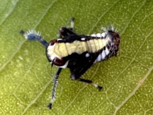 Alotartessus iambe, 2024-02-17