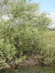 Salix acmophylla