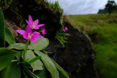 Hesperantha scopulosa