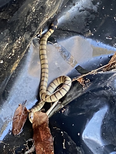 Eastern Brown Snake sighting