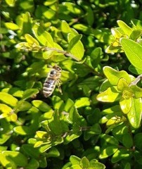 Apis mellifera