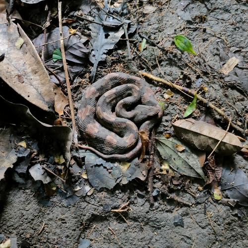 Hognosed Pit Viper, Porthidium nasutum