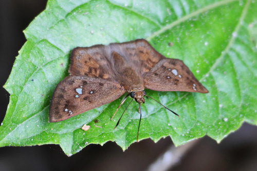 Enops Tufted-Skipper