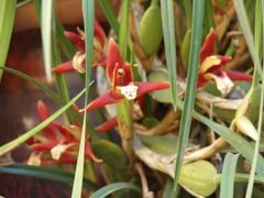 Sicana odorifera