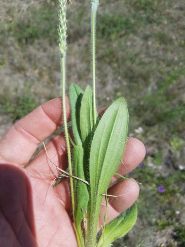Plantago rhodosperma iNat (1)