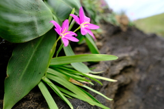 Hesperantha scopulosa