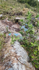 Oxypetalum coeruleum, photograph ANDRÉS GONZÁLEZ, CC0, iNaturalist via GBIF