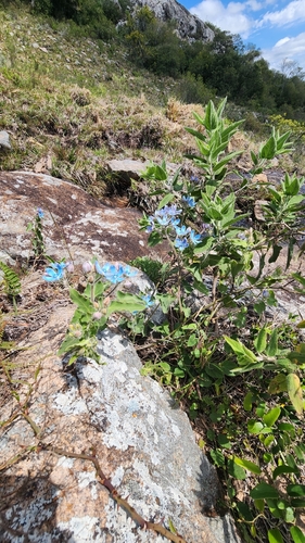 Image of Oxypetalum coeruleum by no rights reserved