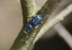 Platycerus caraboides