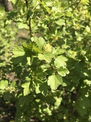 Ribes alpinum