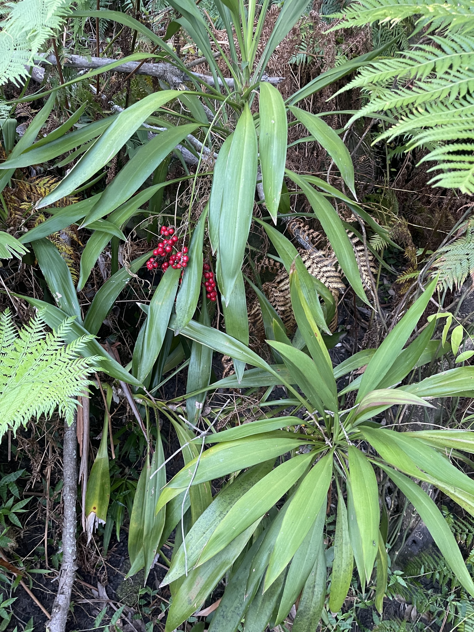 Imagem de Dracena