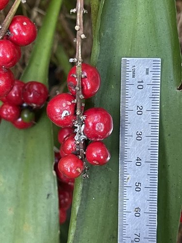 Foto de Dracena