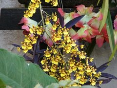 Sicana odorifera