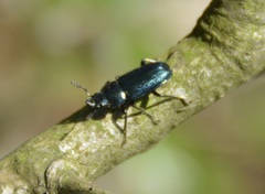 Platycerus caraboides