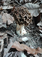 Morchellaceae