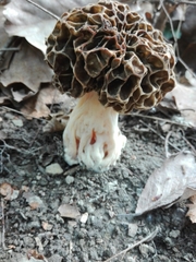 Morchellaceae