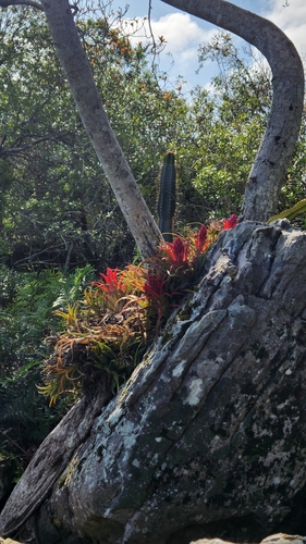 Image of Aechmea recurvata by no rights reserved