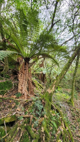 Image of Dicksonia sellowiana by no rights reserved