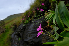 Hesperantha scopulosa