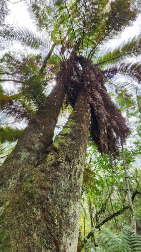 Image of Dicksonia sellowiana by no rights reserved