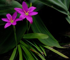 Hesperantha scopulosa