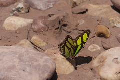 Philaethria dido