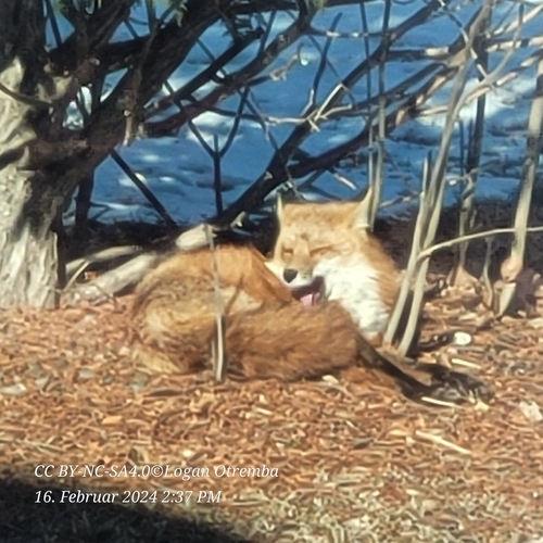 Red Fox photographed in North Dakota