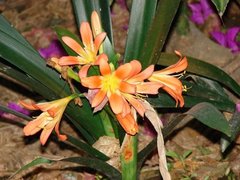 Sicana odorifera