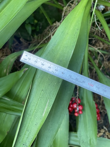 Foto de Dracena