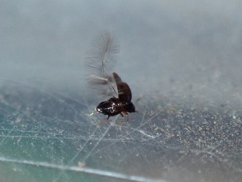 Tiny feather-winged beetle