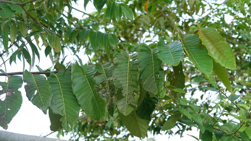 Foto de Ucuuba
