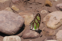 Philaethria dido