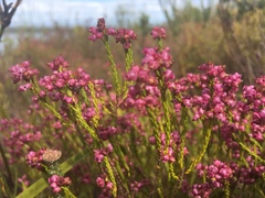 Erica rhopalantha