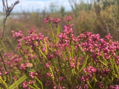 Erica rhopalantha
