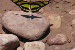 Philaethria dido