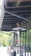 Buteo lineatus