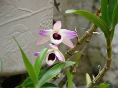 Sicana odorifera