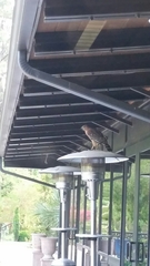 Buteo lineatus